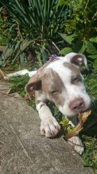 Female Pitbull |4 Month old| White&Fawn