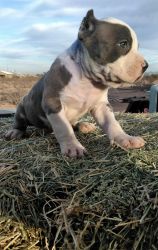 Purebred XL Male Bully pup