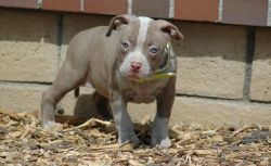 House Trained American Pit Bull Terrier puppies