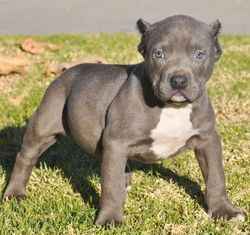 American Pitt Bull Terrier Puppies for adoption