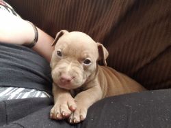5 week old pitbull puppies lookg for great loving homes