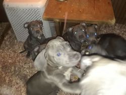7 month blue nose puppies