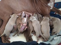 American Pit Bull Terrier Fur Babies