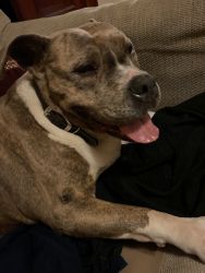 13 year old pit bull terrier female, very friendly and loving