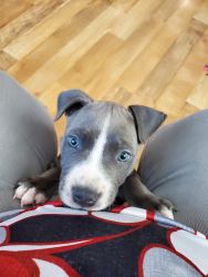 Adorable blue nose pitbull puppy