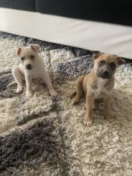 2 month old puppies