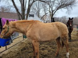 Rescue mare for sale