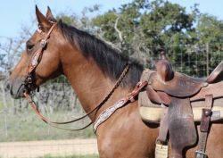Chief Barrel & All Around Ranch & Family Horse