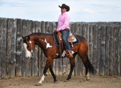 Gorgeous, 2014 APHA all-around Bay Overo Mare
