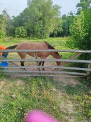 Horse for sale