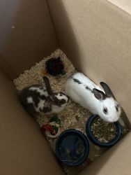 26 week old bunnies