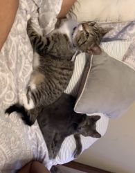 Two cats for sale