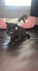 Kittens looking to re home