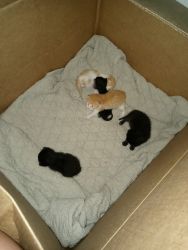 Munchkin Kittens FOR SALE