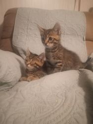 TWO KITTENS FOR 1300, 650 FOR ONE, CASH ONLY