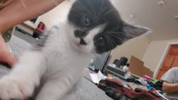 Milo male kitten