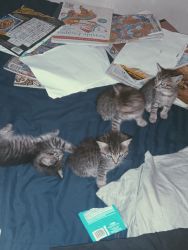 5 Newborn Kittens