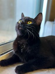Black Kitten for adoption