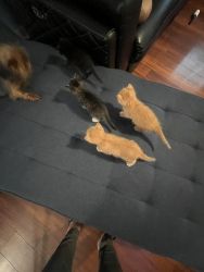 3 American Shorthairs , their mother is a shorthair . Dad is unknown .