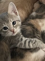 Kittens Need Forever Home