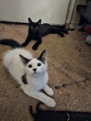 Two adorable bonded kittens!