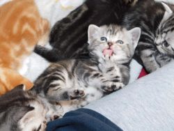 De-Wormed American Shorthair Kittens For Sale