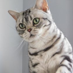 American Shorthair available for sale