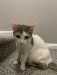Re home adult cat in Henderson NV