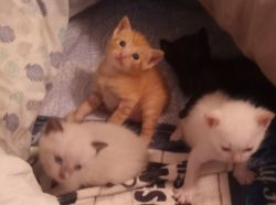 Exotic Kittens For Sale