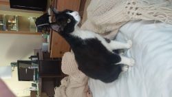 black and white shorthair needs new home