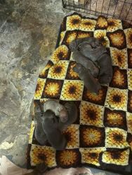 New born puppies for sale ready in 5-6 weeks