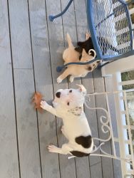 White and black spotted pitbull