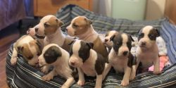 American Staffordshire Terrier Puppies For Sale