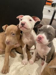 100% American Staffordshire terriers