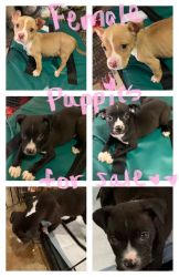 Female Puppies for Sale