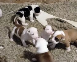 Pit Bull Puppies Available