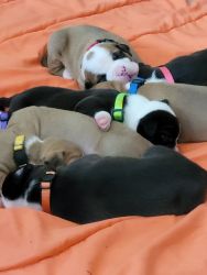 AKC American Staffordshire Terriers