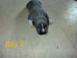 American Blue Staffordshire Terrier