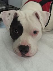 Beautiful white pit bull with black spots and an eye patch