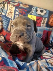Adorable American Staffordshire terrier pups for sale North west ohio