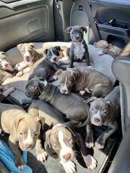 AMerican Staffordshire Terriers Pups for sale