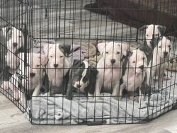 Staffordshire Terrier Pitbull Puppies
