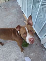 4 month red nose staffordshire sweetheart