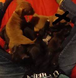XL Bully Puppies