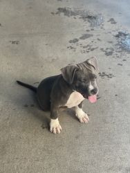 Adorable puppy needs a new home