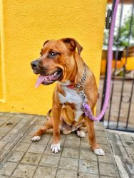 This is Oscar, A 1.6 year old male American Staffordshire,