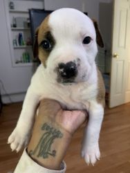5 female staffy puppies looking for homes