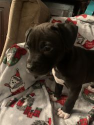 2 beautiful blue nose pit puppies left!