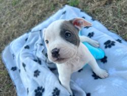 Puppies looking for loving home