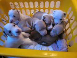 Beautiful Amstaph red nose pitt puppies